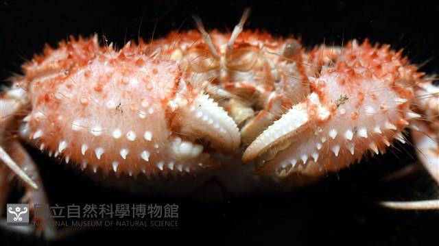 多刺毛刺蟹藏品圖，第11張