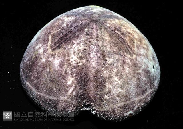心形緣帶海膽藏品圖，第11張