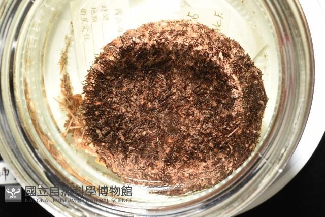 魯氏硬海膽藏品圖，第11張
