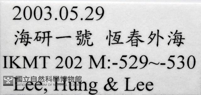 未知種龍蝦幼生藏品圖，第11張