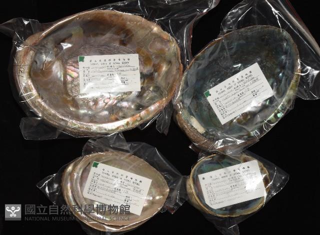 孔雀鮑螺藏品圖，第11張