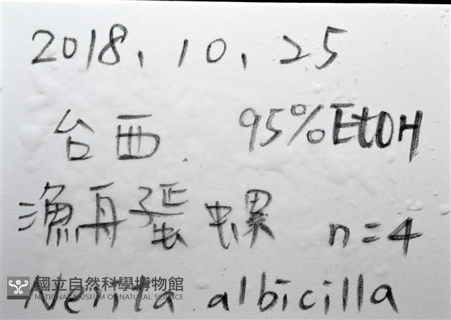 漁舟蜑螺藏品圖，第11張