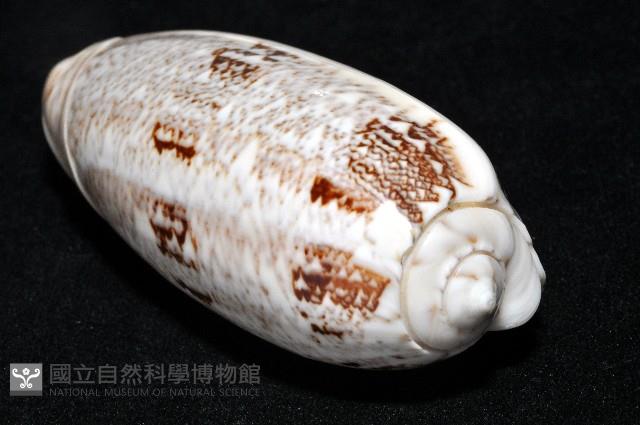 錦綢榧螺藏品圖，第11張