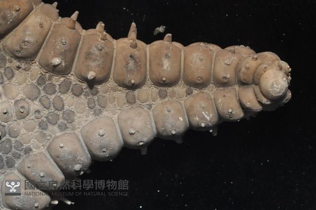 玉緣棘角海星(紫氏麗海星)藏品圖，第11張