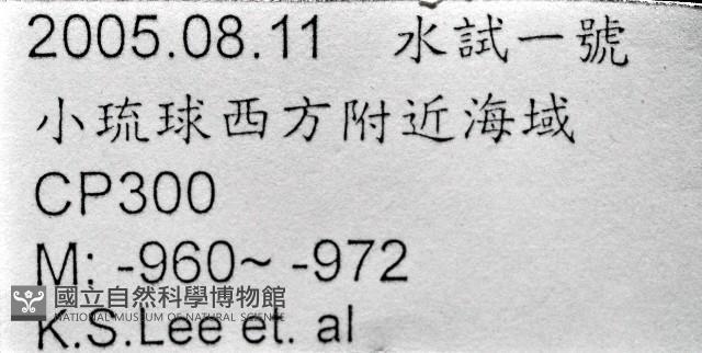 維氏三角鎧茗荷藏品圖，第11張