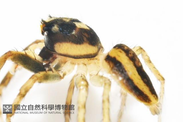 多色金毛蛛藏品圖，第11張