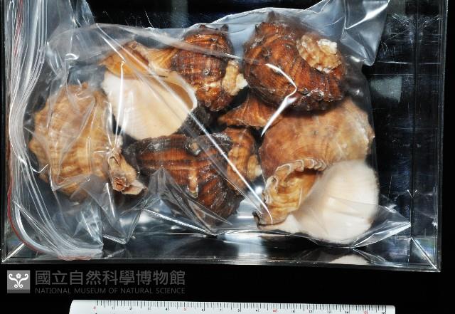 白皺岩螺藏品圖，第11張