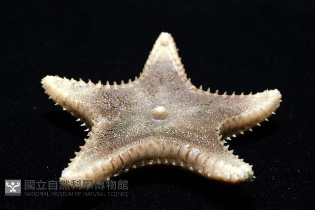 未知種櫛盤海星藏品圖，第11張