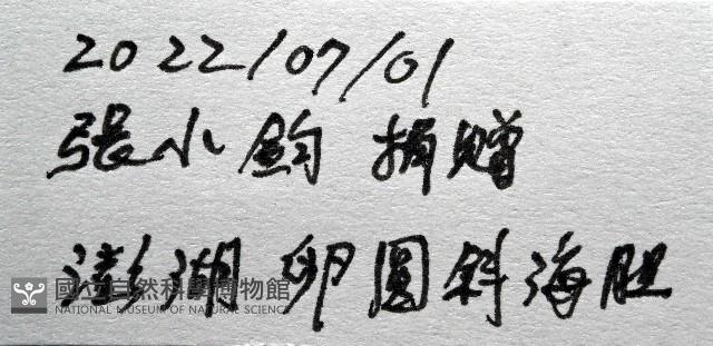 卵圓斜海膽藏品圖，第11張