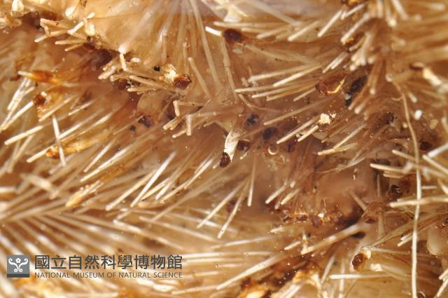 未知種翅海星藏品圖，第11張