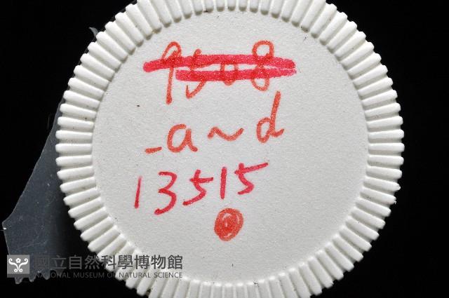 鱗高腰蝸牛(鱗菱蝸牛)藏品圖，第11張