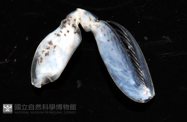 濱海幼嫩蝦蛄藏品圖，第11張