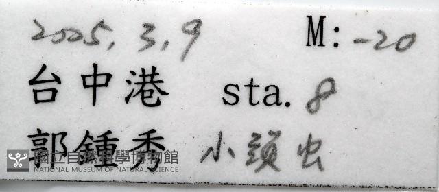 未知種歐努菲蟲藏品圖，第11張