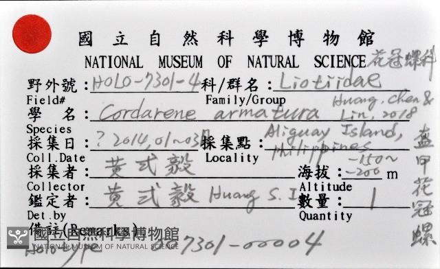盔甲花冠螺藏品圖，第11張