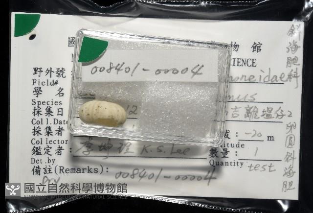 卵圓斜海膽藏品圖，第11張