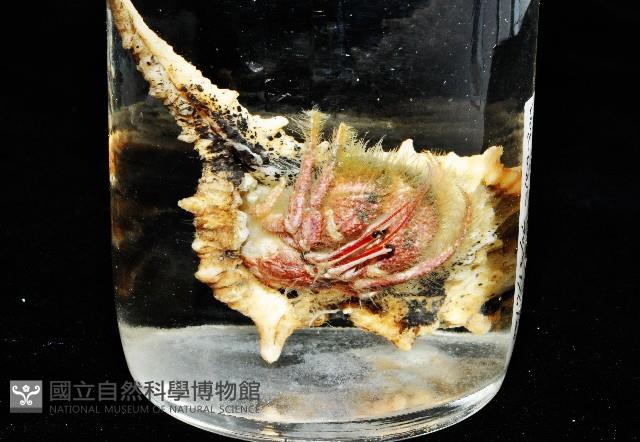 突腕長眼寄居蟹藏品圖，第11張