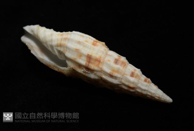 奇蹟蛹筆螺藏品圖，第11張