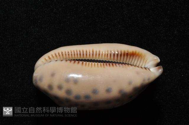 黑網目寶螺藏品圖，第11張