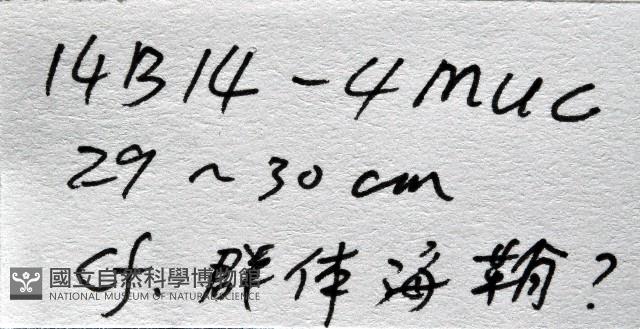 未知種海鞘藏品圖，第11張