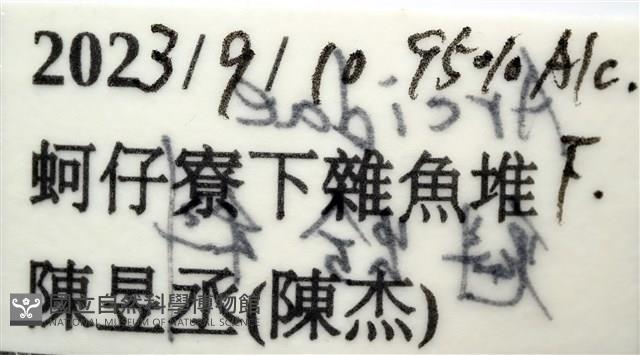未知種晃蓋螺藏品圖，第11張