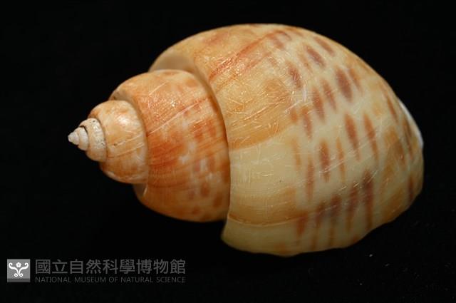 彩繪型深溝鳳螺藏品圖，第11張