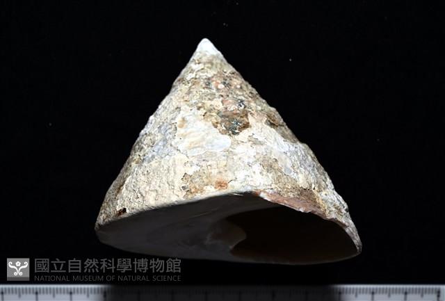 銀塔鐘螺藏品圖，第11張
