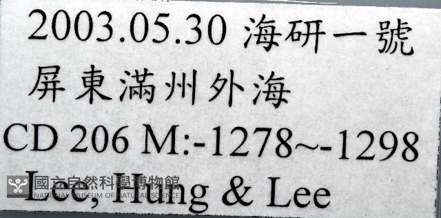 尖頂梳齒笠螺藏品圖，第11張
