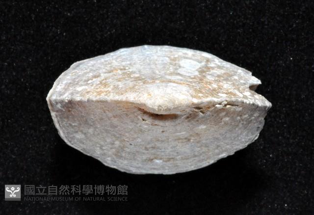 優雅扇形珊瑚藏品圖，第11張