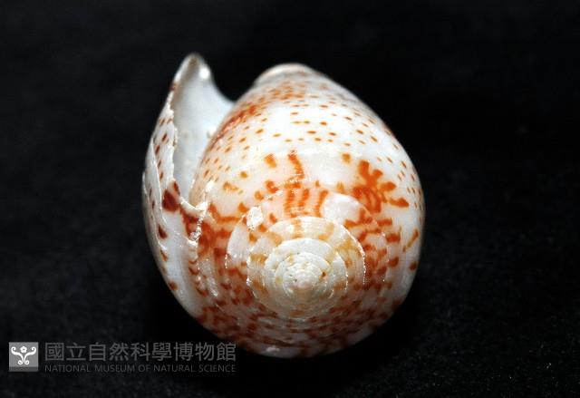 飛蠅芋螺藏品圖，第11張