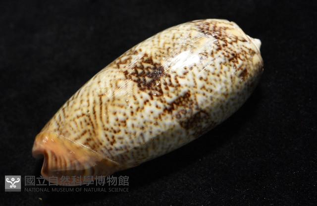 金唇榧螺藏品圖，第11張