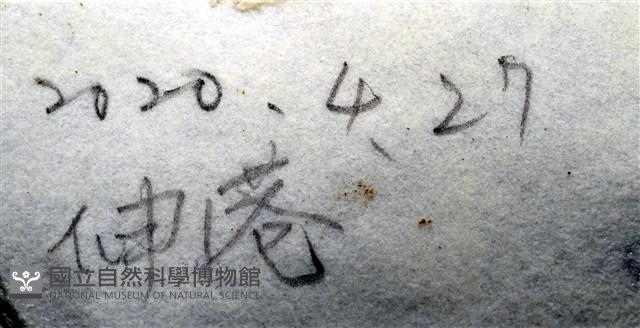 亞氏海豆芽藏品圖，第11張