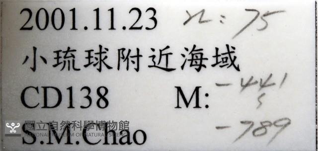 尖頂梳齒笠螺藏品圖，第11張