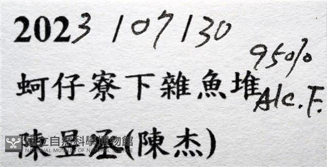 白紋短角蟹藏品圖，第11張