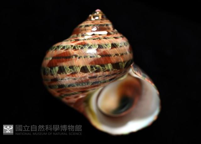 貓眼蠑螺藏品圖，第11張