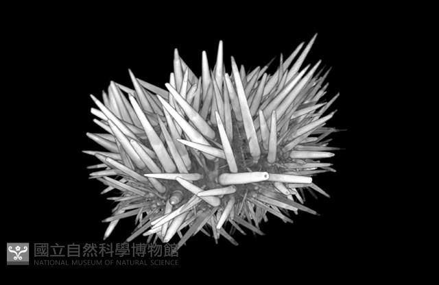 梅氏長海膽藏品圖，第11張