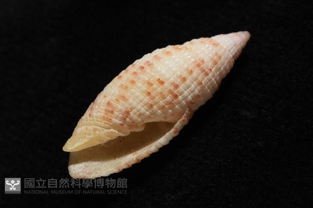 蝶斑筆螺藏品圖，第11張