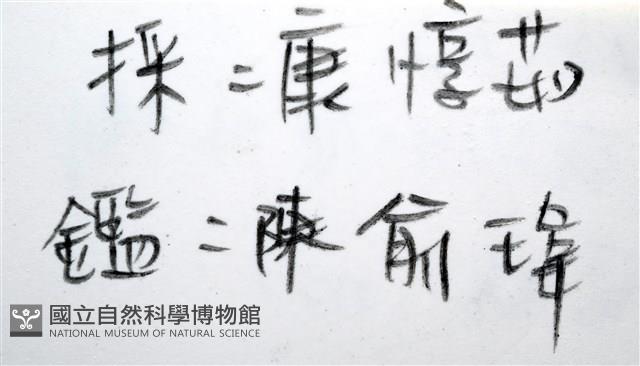 高腰蜑螺藏品圖，第11張