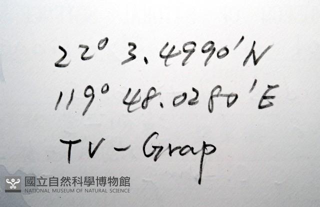 平端深海殼菜蛤藏品圖，第11張
