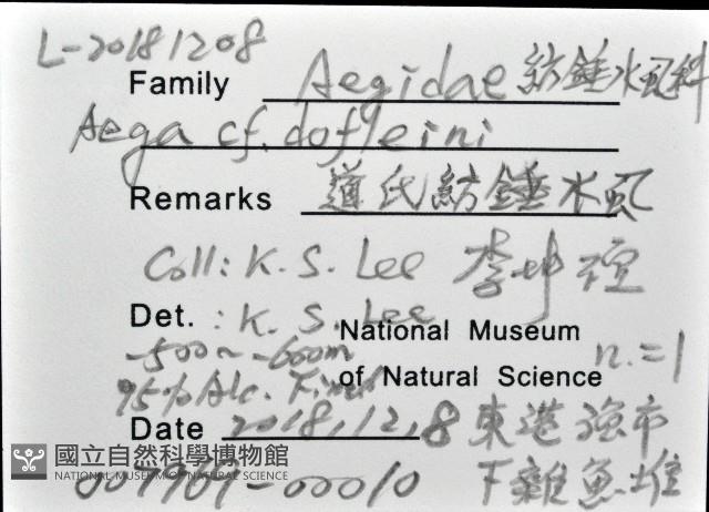 道氏紡錘水虱藏品圖，第11張
