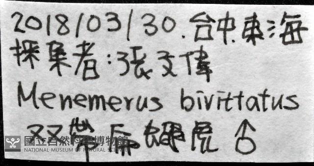 雙帶扁蠅虎藏品圖，第11張