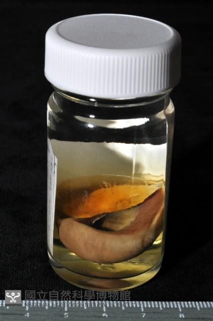 未知種扁玉螺藏品圖，第11張