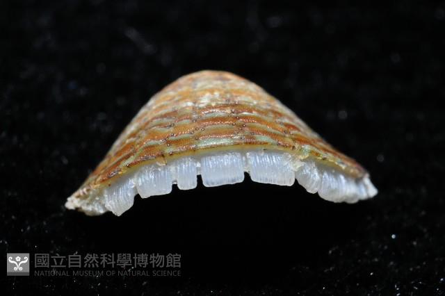索氏眼鏡石鱉藏品圖，第11張
