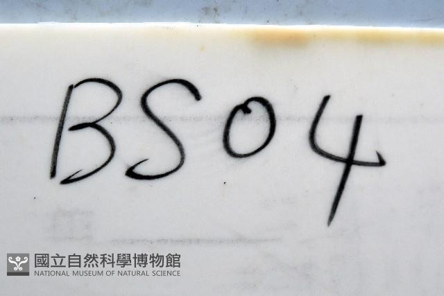未知種海盤車藏品圖，第11張