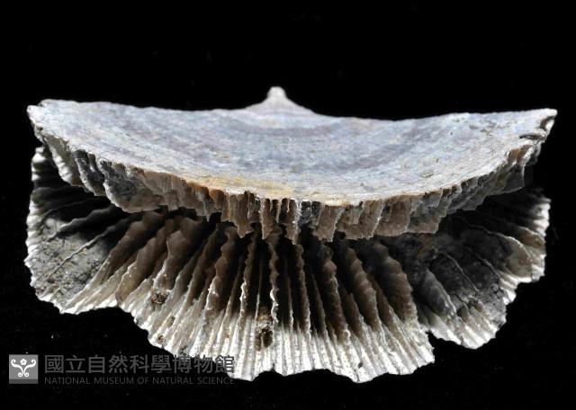 雀尾扇形珊瑚藏品圖，第11張