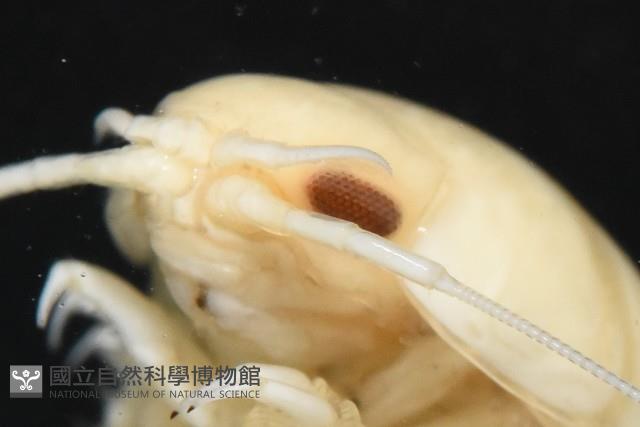 道氏紡錘水虱藏品圖，第11張