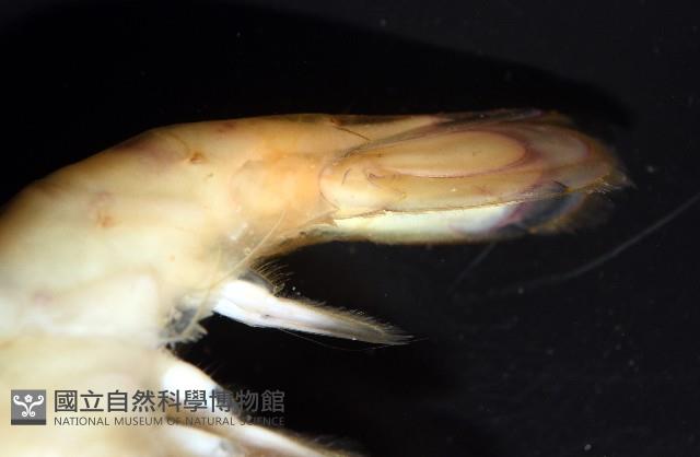 貪食沼蝦藏品圖，第11張