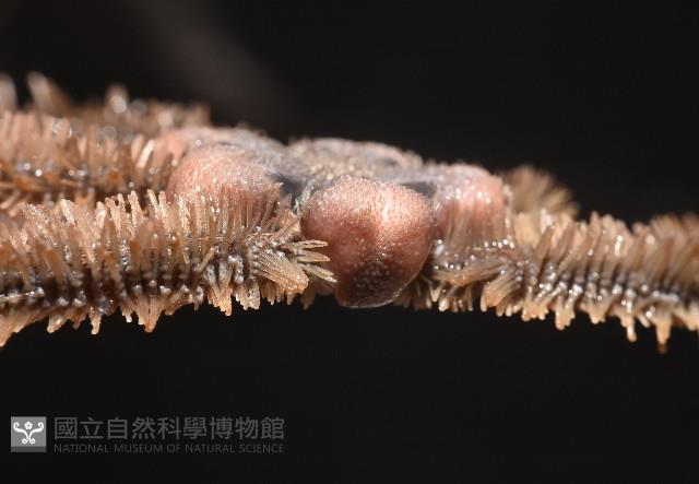 未知種大刺蛇尾藏品圖，第11張