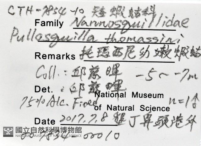 托瑪西尼幼嫩蝦蛄藏品圖，第11張