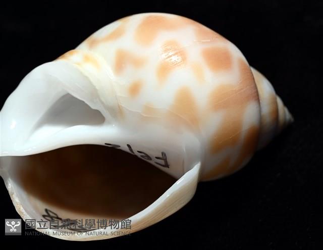 妃珍鳳螺藏品圖，第11張