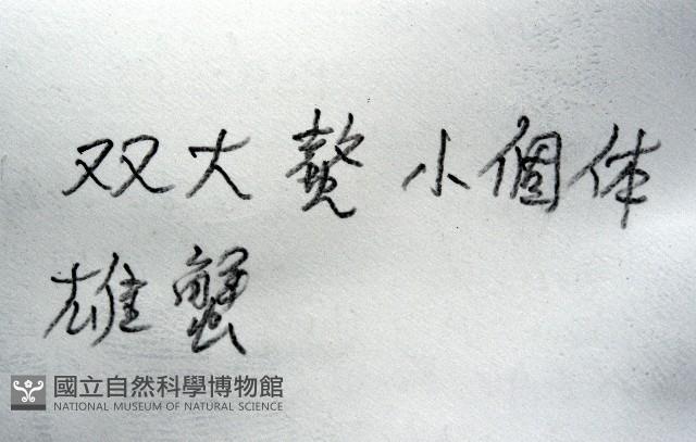 弧邊管招潮藏品圖，第11張